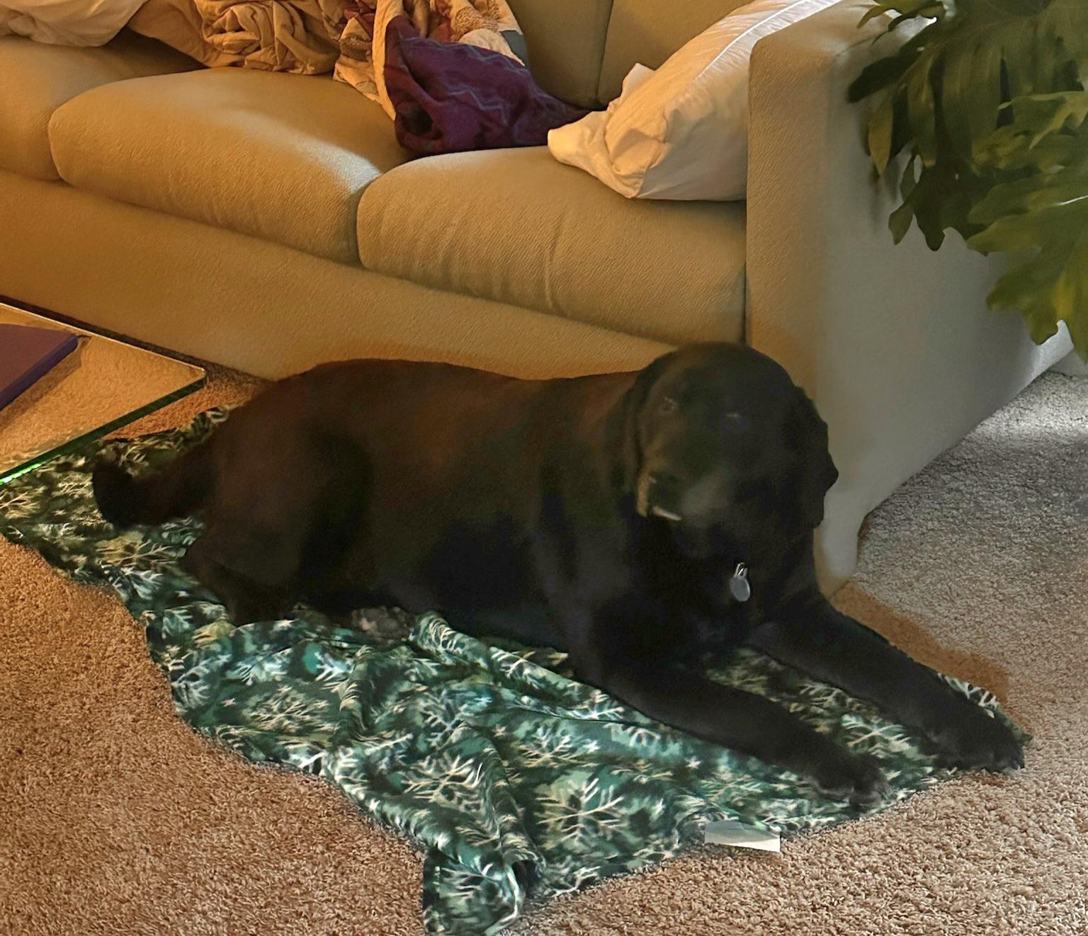 Enlarge Macey, a Adoptable Labrador Retriever in Warrington, PA image 3/6