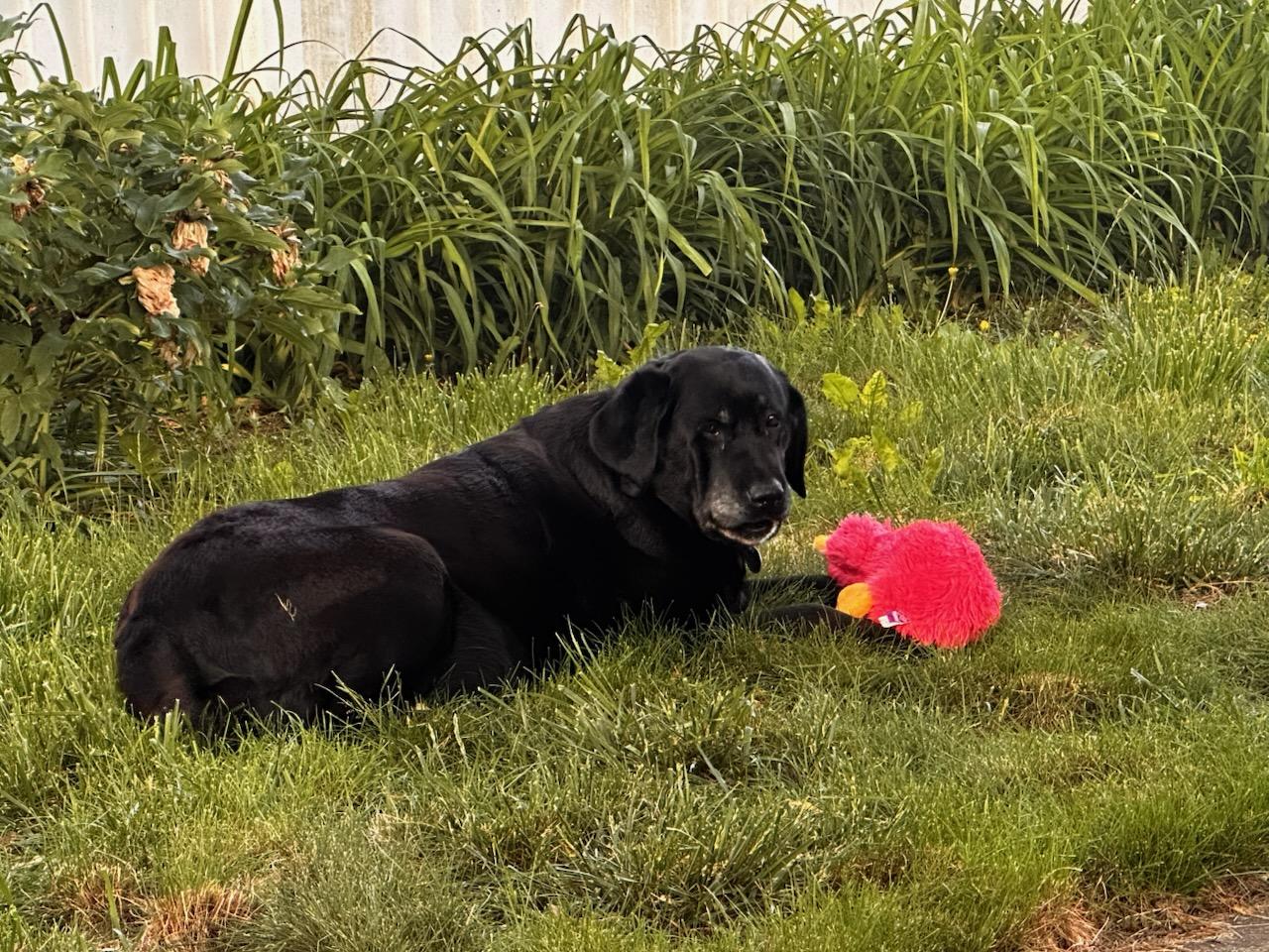 Enlarge Macey, a Adoptable Labrador Retriever in Warrington, PA image 5/6