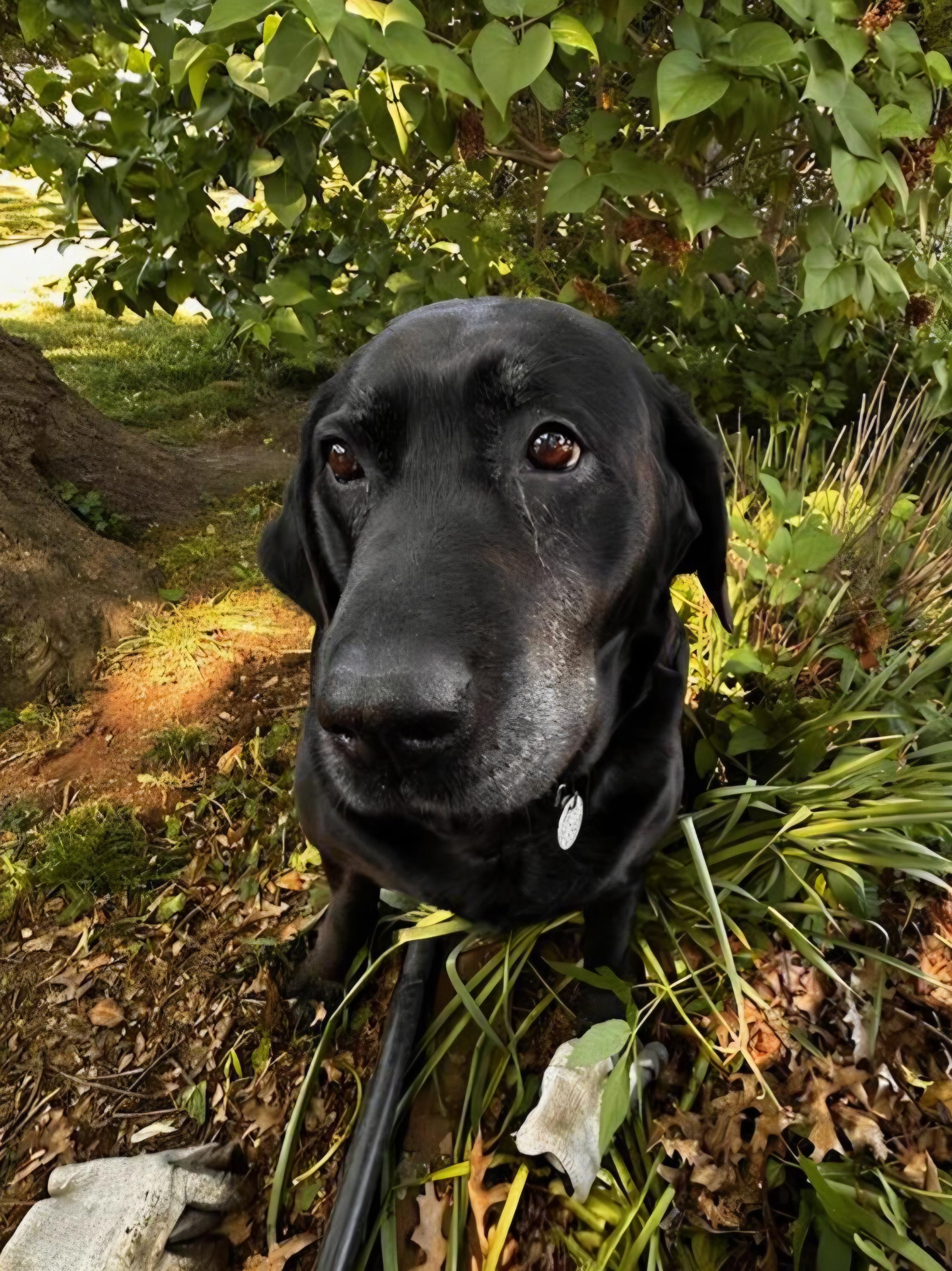 Enlarge Macey, a Adoptable Labrador Retriever in Warrington, PA image 1/6