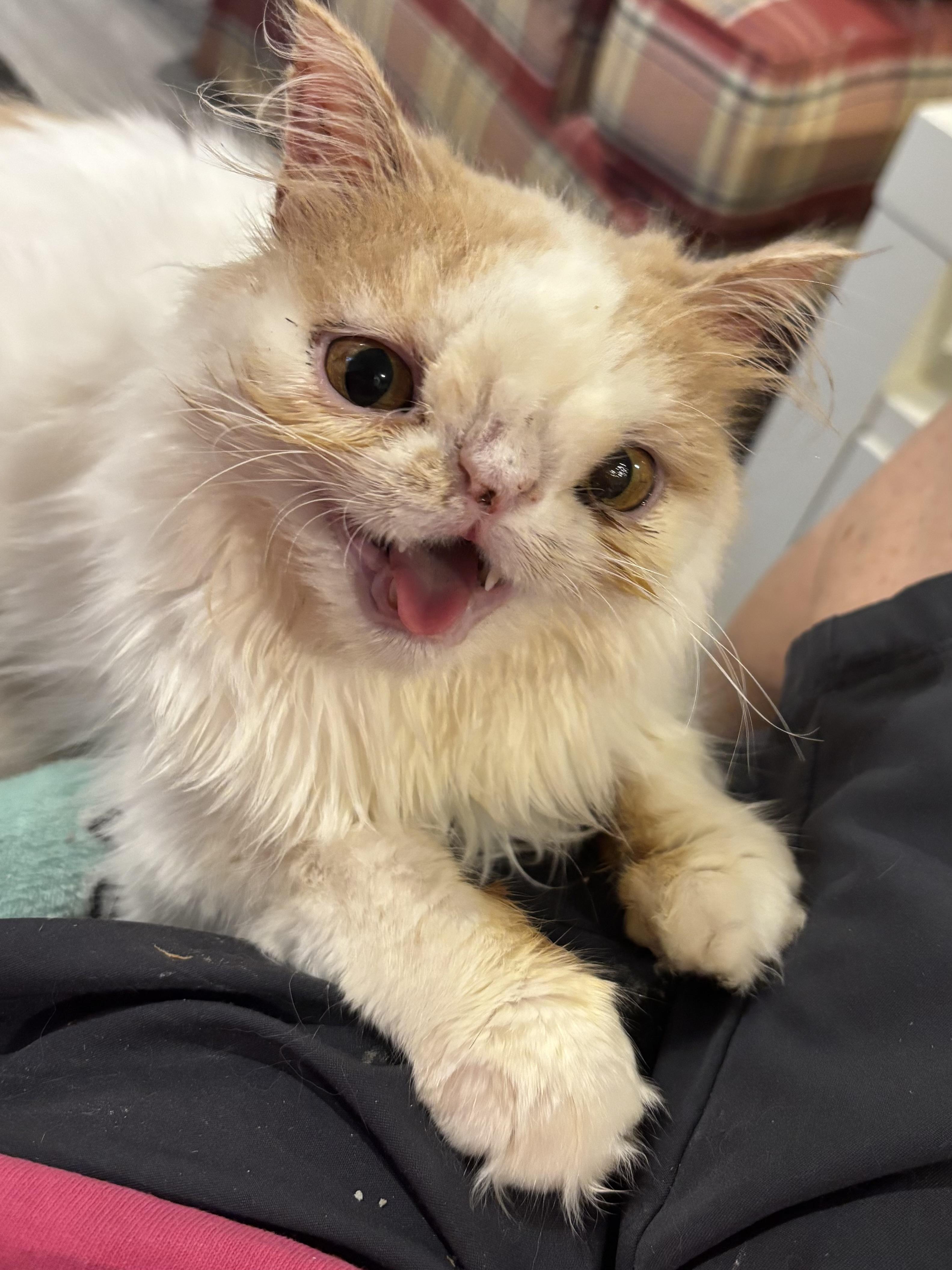 Enlarge Lolita (Persian, special needs), a Adoptable Persian in Fairfax, VA image 3/4