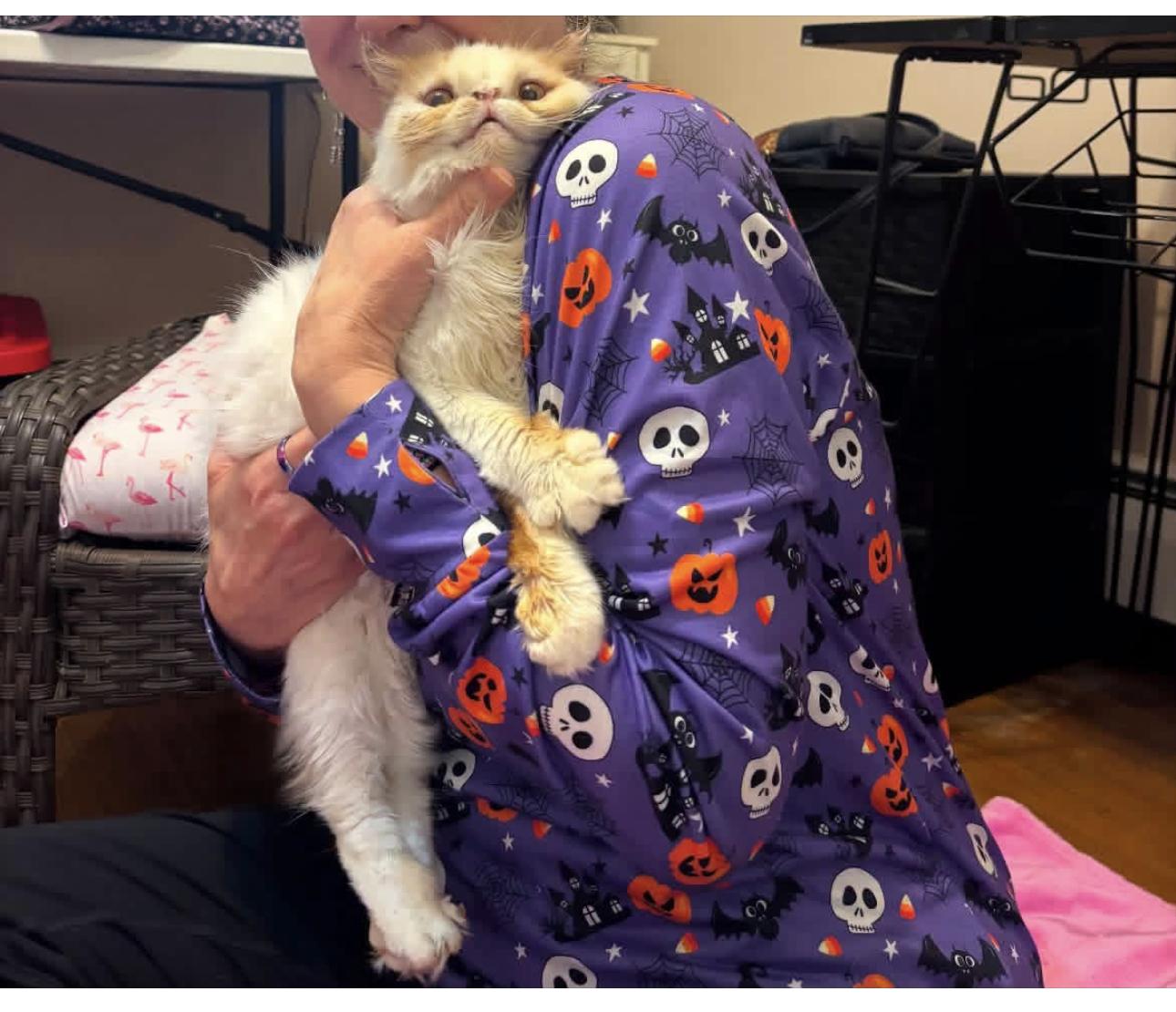 Enlarge Lolita (Persian, special needs), a Adoptable Persian in Fairfax, VA image 4/4