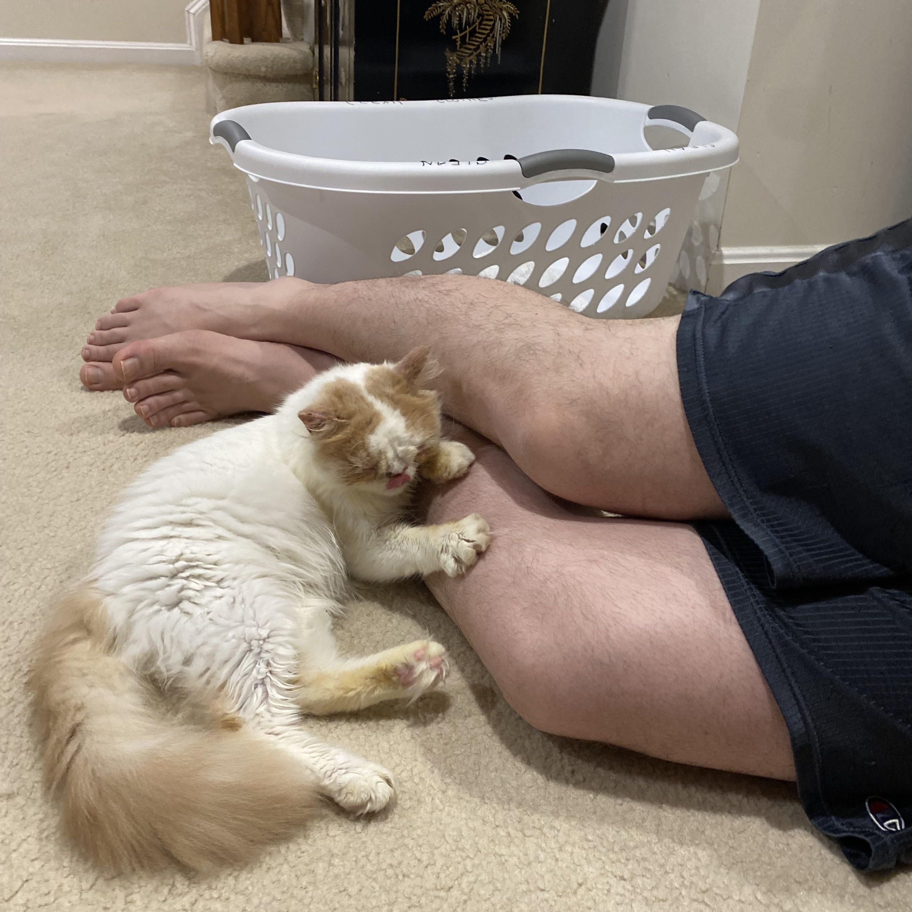 Enlarge Lolita (Persian, special needs), a Adoptable Persian in Fairfax, VA image 2/4