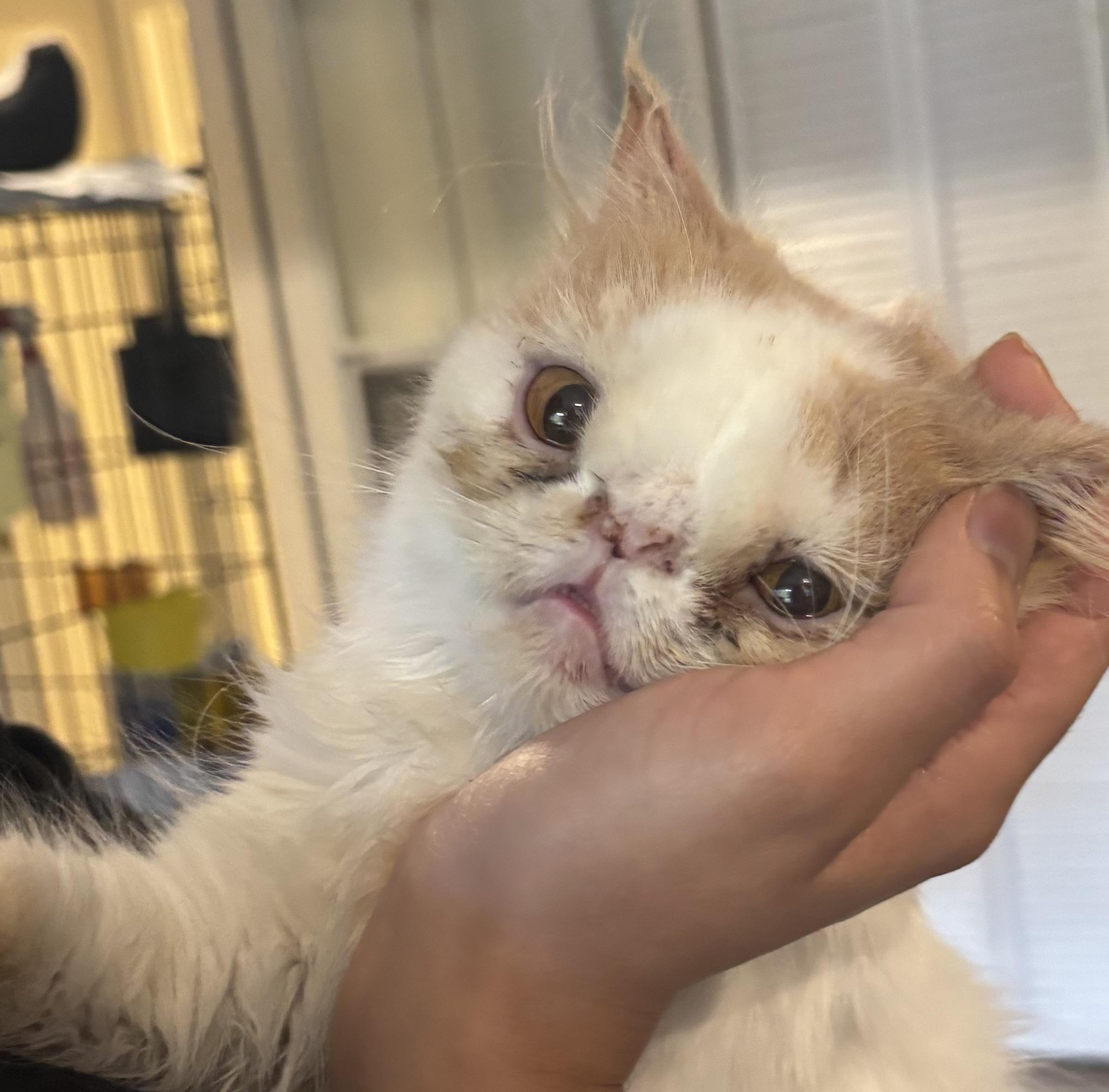 Lolita (Persian, special needs), Adoptable, Kitten Female Persian.