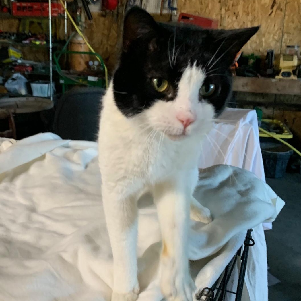 Oreo, a Adoptable Domestic Short Hair in Stockholm, WI image 2/5