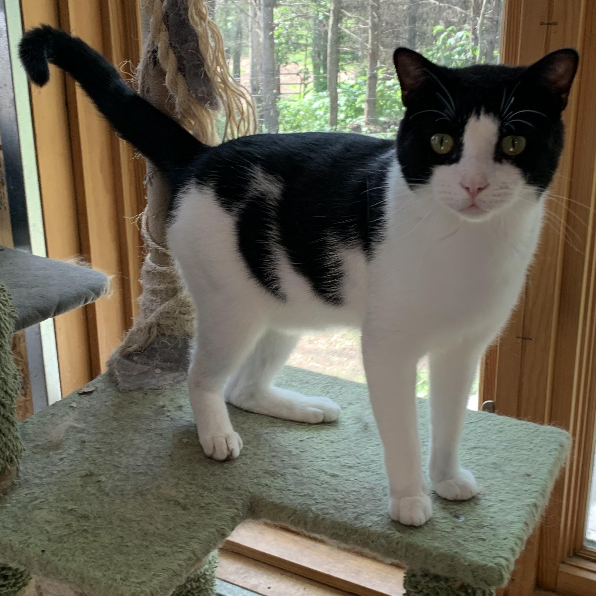 Enlarge Oreo, a Adoptable Domestic Short Hair in Stockholm, WI image 2/6