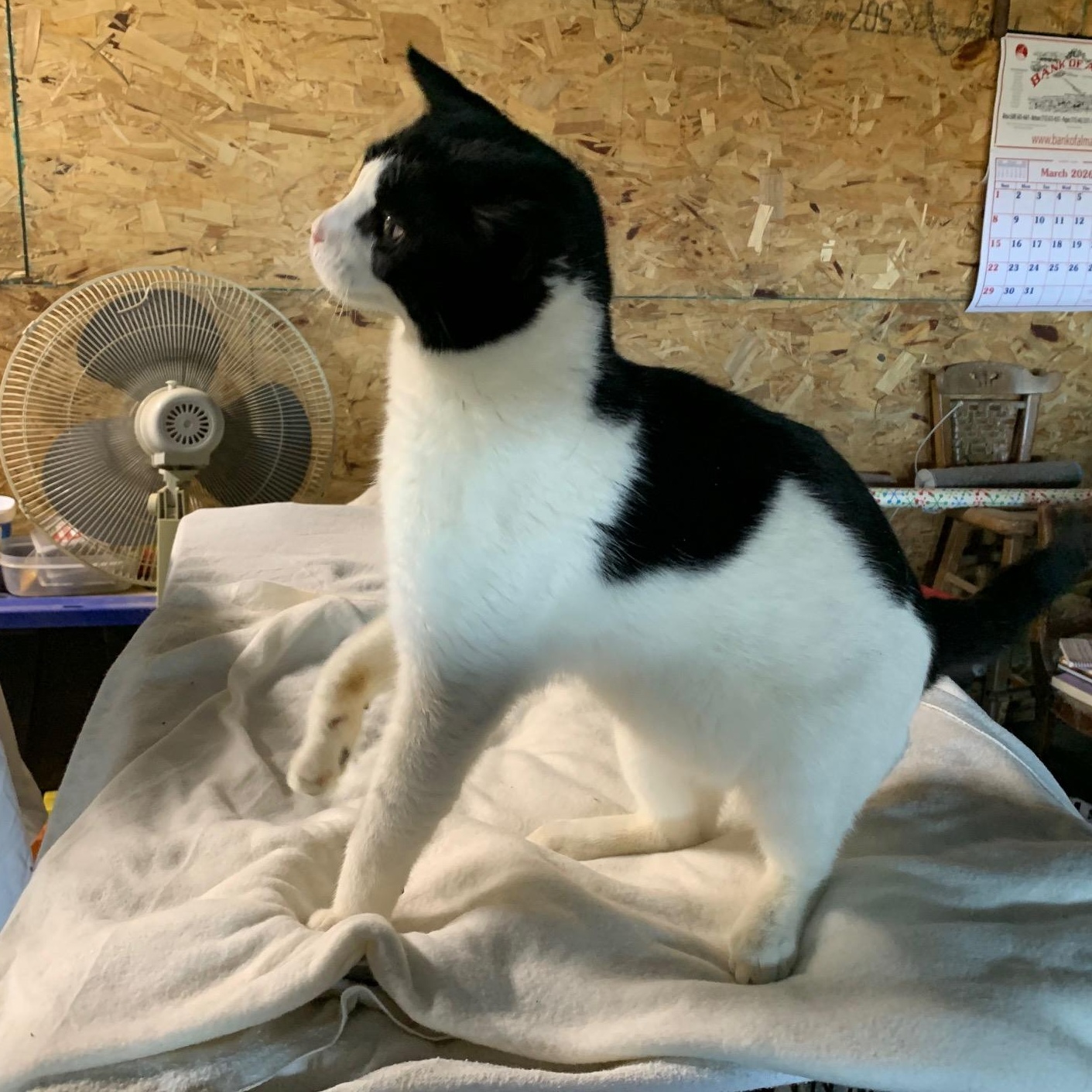 Oreo, a Adoptable Domestic Short Hair in Stockholm, WI image 3/5