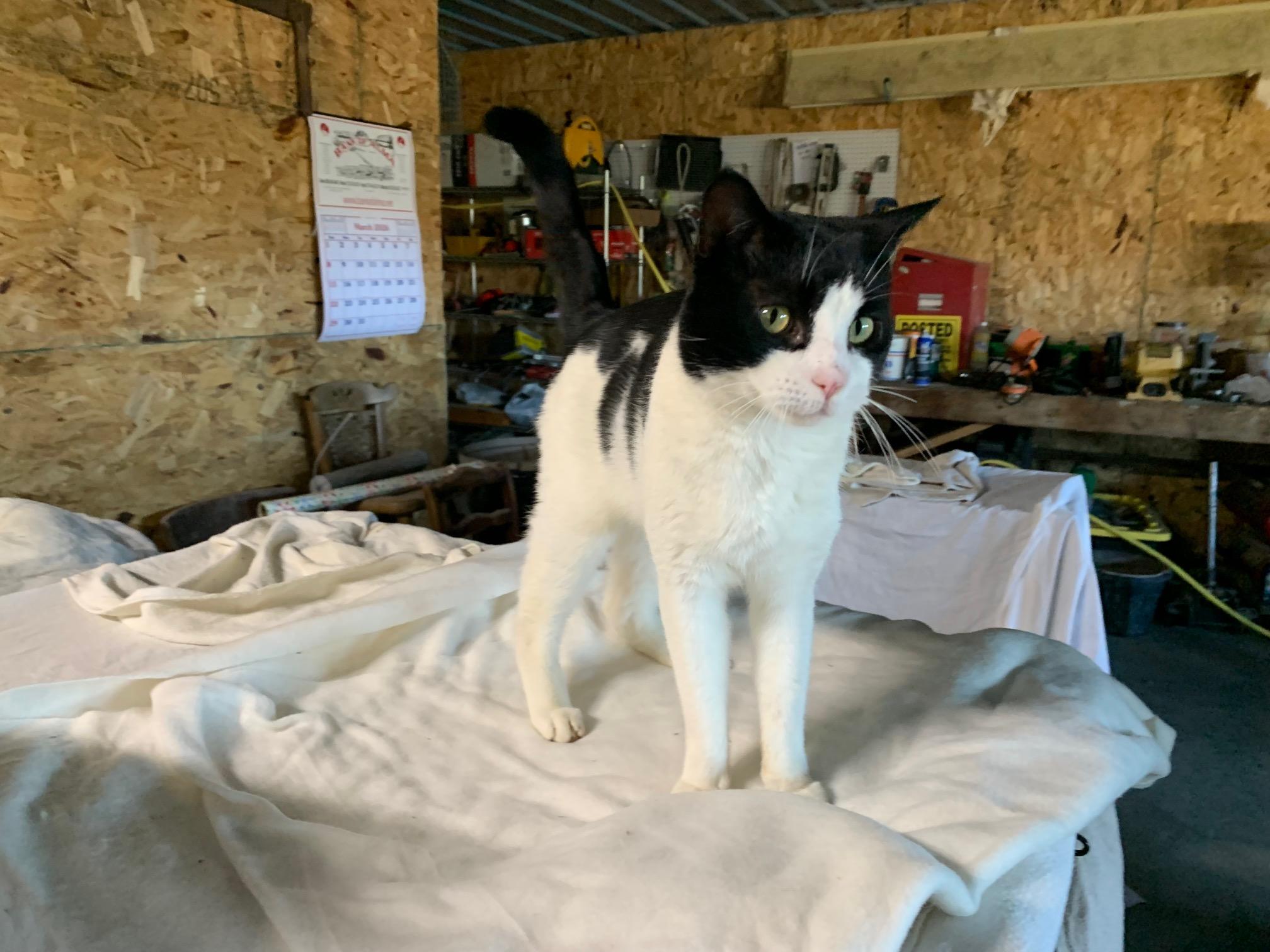 Oreo, a Adoptable Domestic Short Hair in Stockholm, WI image 4/5