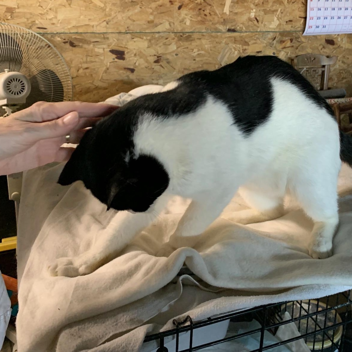 Oreo, a Adoptable Domestic Short Hair in Stockholm, WI image 5/5