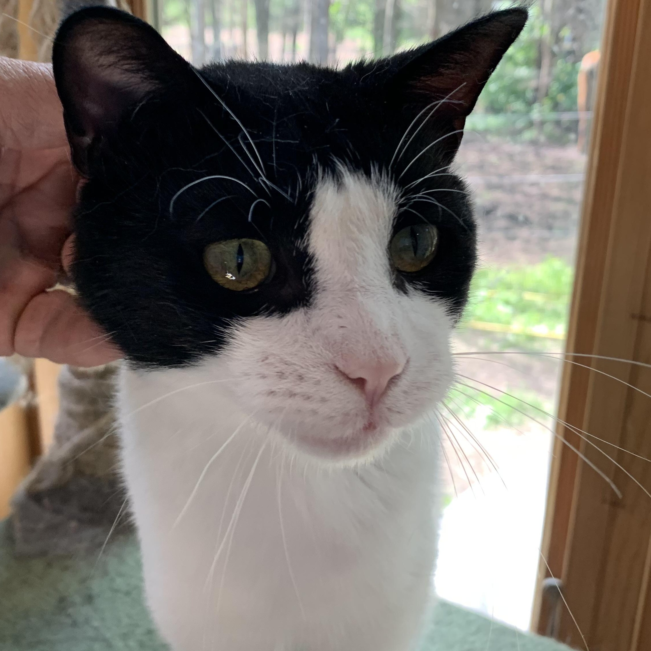 Enlarge Oreo, a Adoptable Domestic Short Hair in Stockholm, WI image 1/6