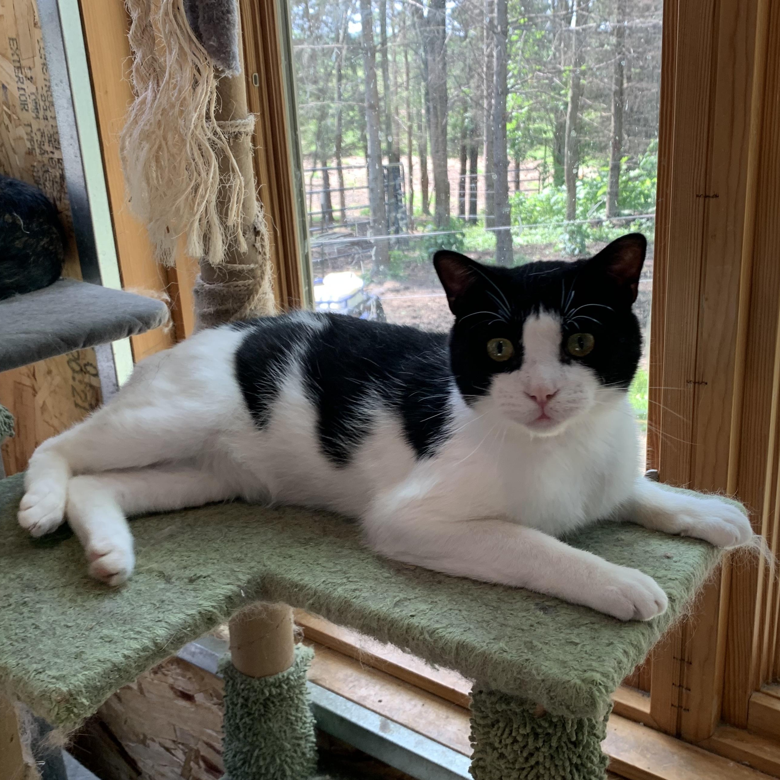 Enlarge Oreo, a Adoptable Domestic Short Hair in Stockholm, WI image 5/6