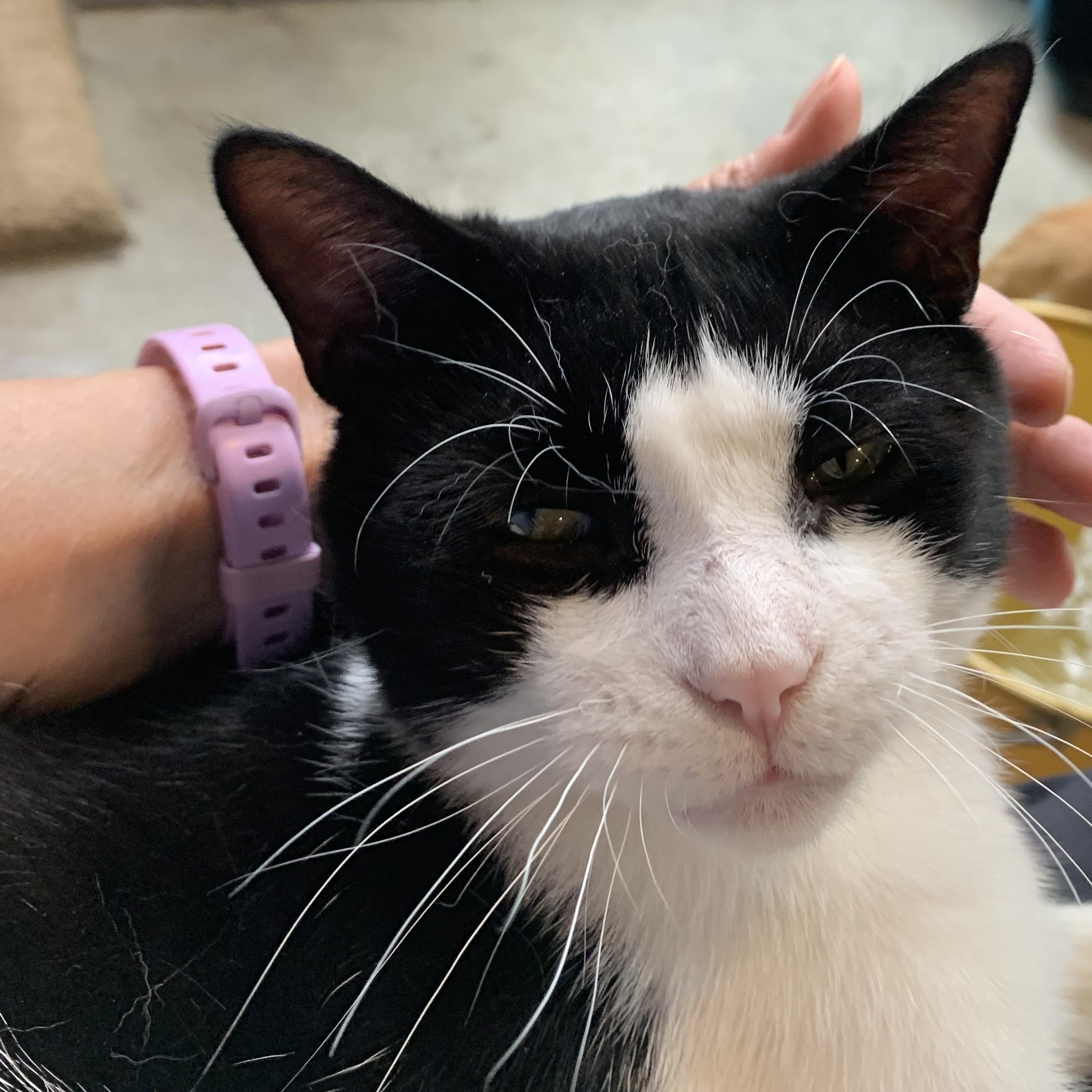 Enlarge Oreo, a Adoptable Domestic Short Hair in Stockholm, WI image 4/6