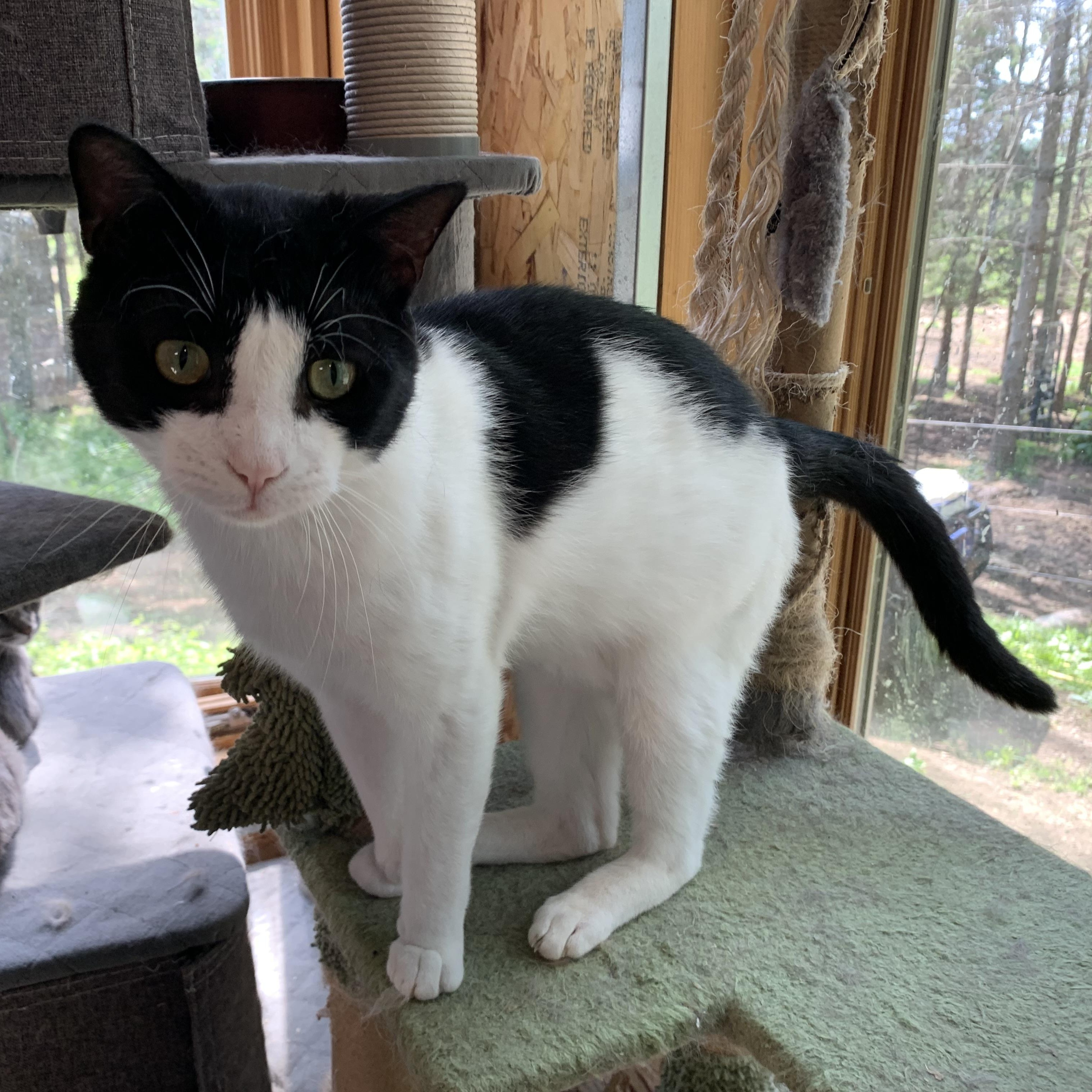 Enlarge Oreo, a Adoptable Domestic Short Hair in Stockholm, WI image 3/6