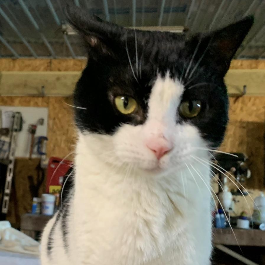 Oreo, a Adoptable Domestic Short Hair in Stockholm, WI image 1/5
