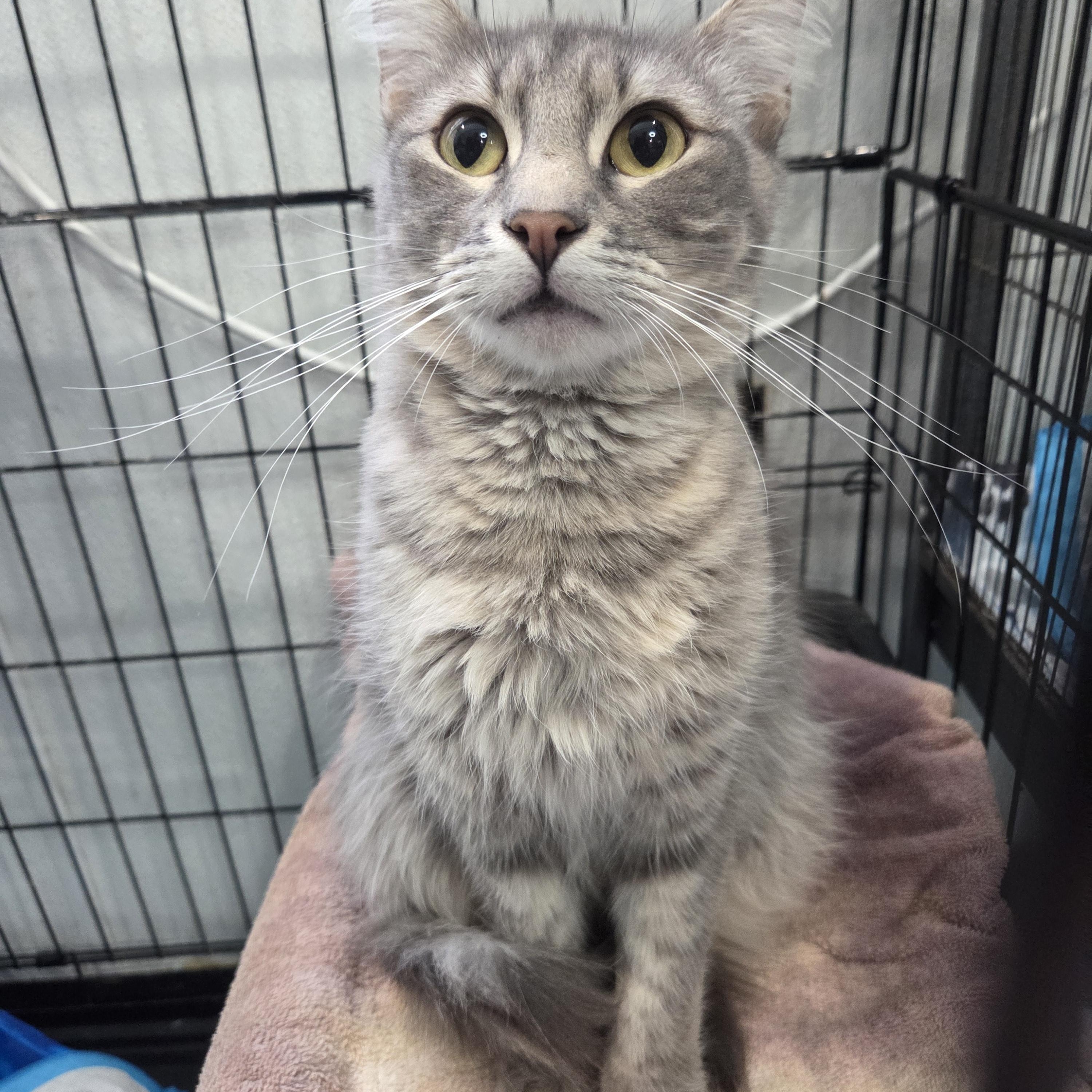 Grace, a Adoptable Domestic Medium Hair in Columbia, MO image 2/5