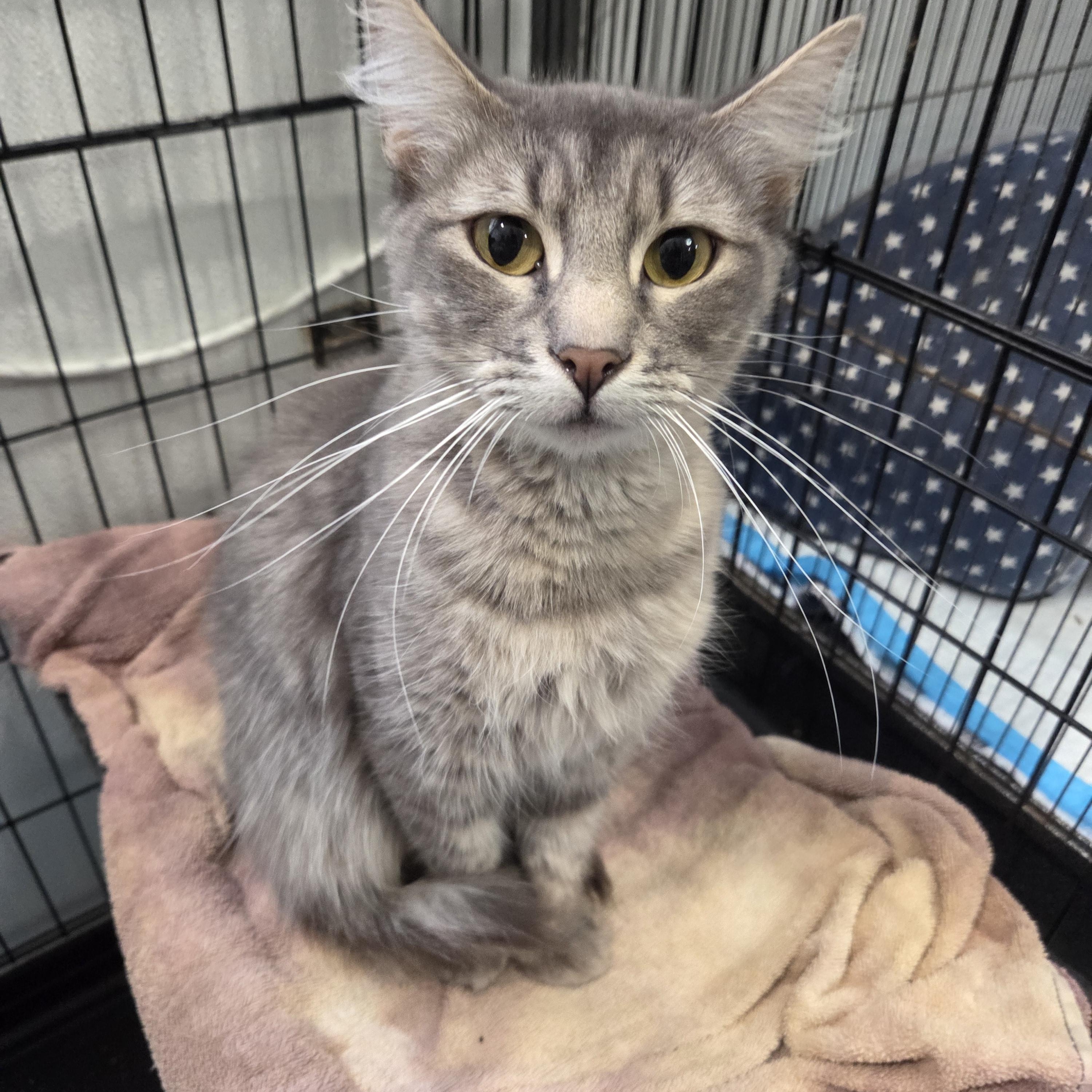 Grace, a Adoptable Domestic Medium Hair in Columbia, MO image 3/5