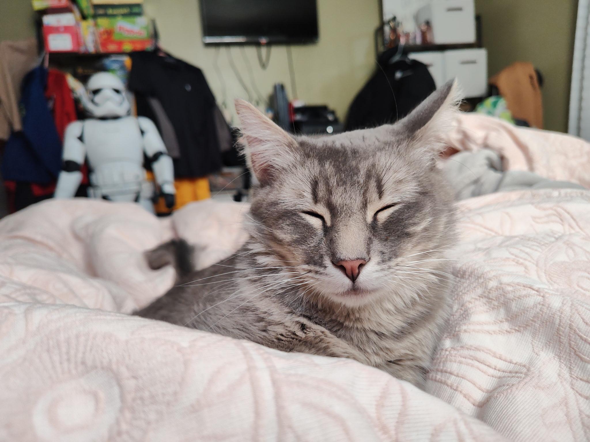 Enlarge Grace, a Adoptable Domestic Medium Hair in Columbia, MO image 6/6