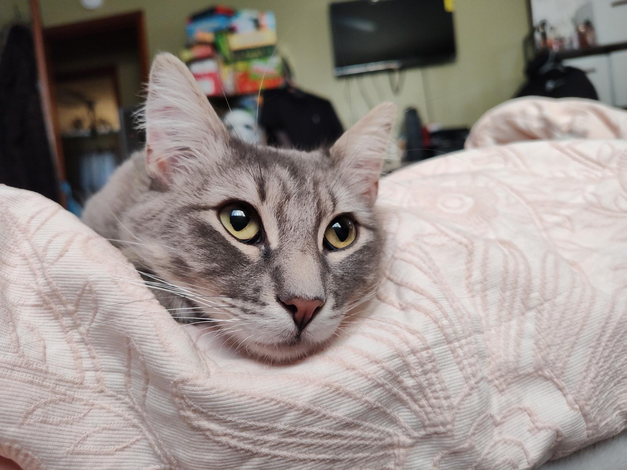 Enlarge Grace, a Adoptable Domestic Medium Hair in Columbia, MO image 5/6