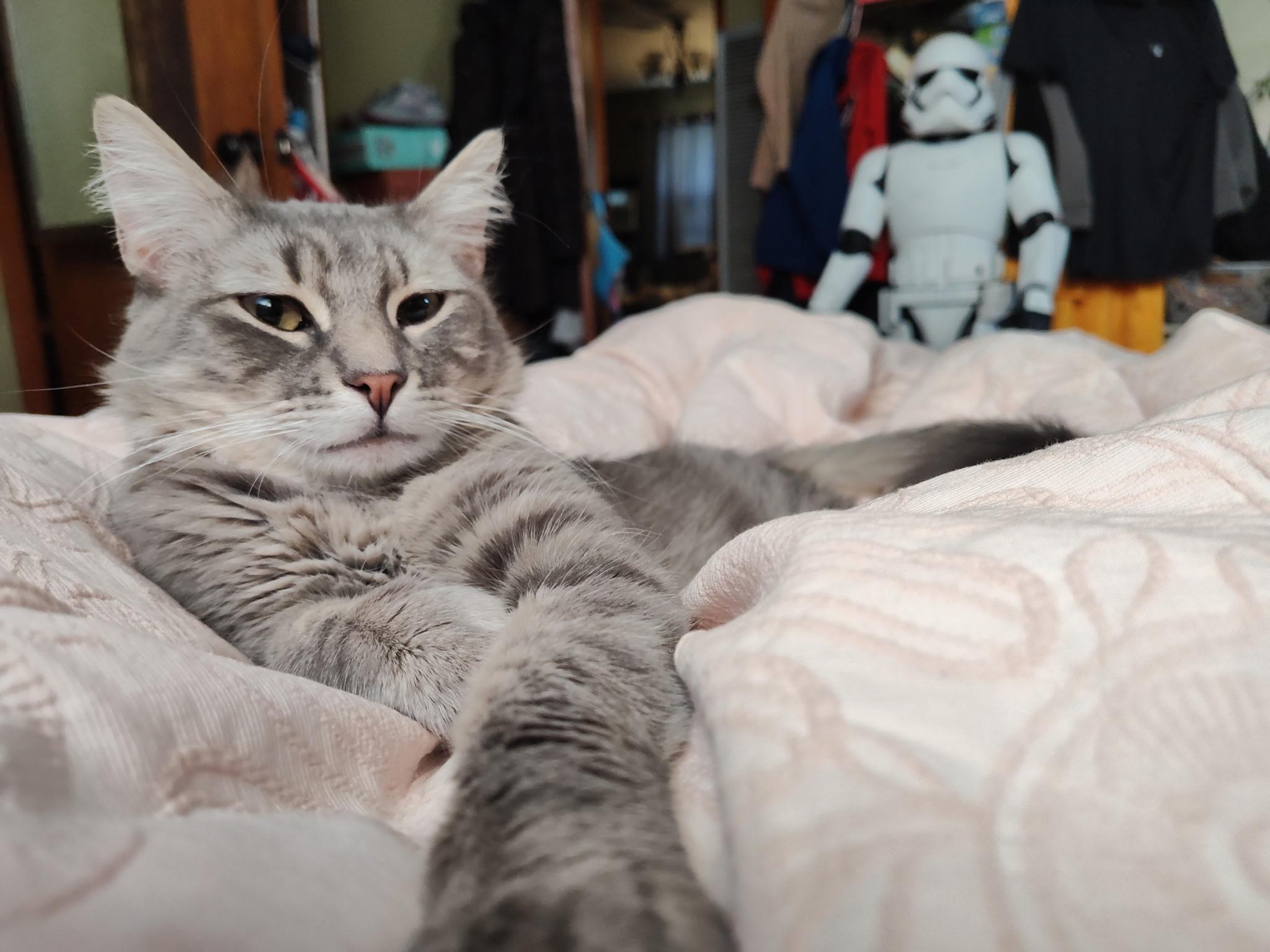 Enlarge Grace, a Adoptable Domestic Medium Hair in Columbia, MO image 1/6