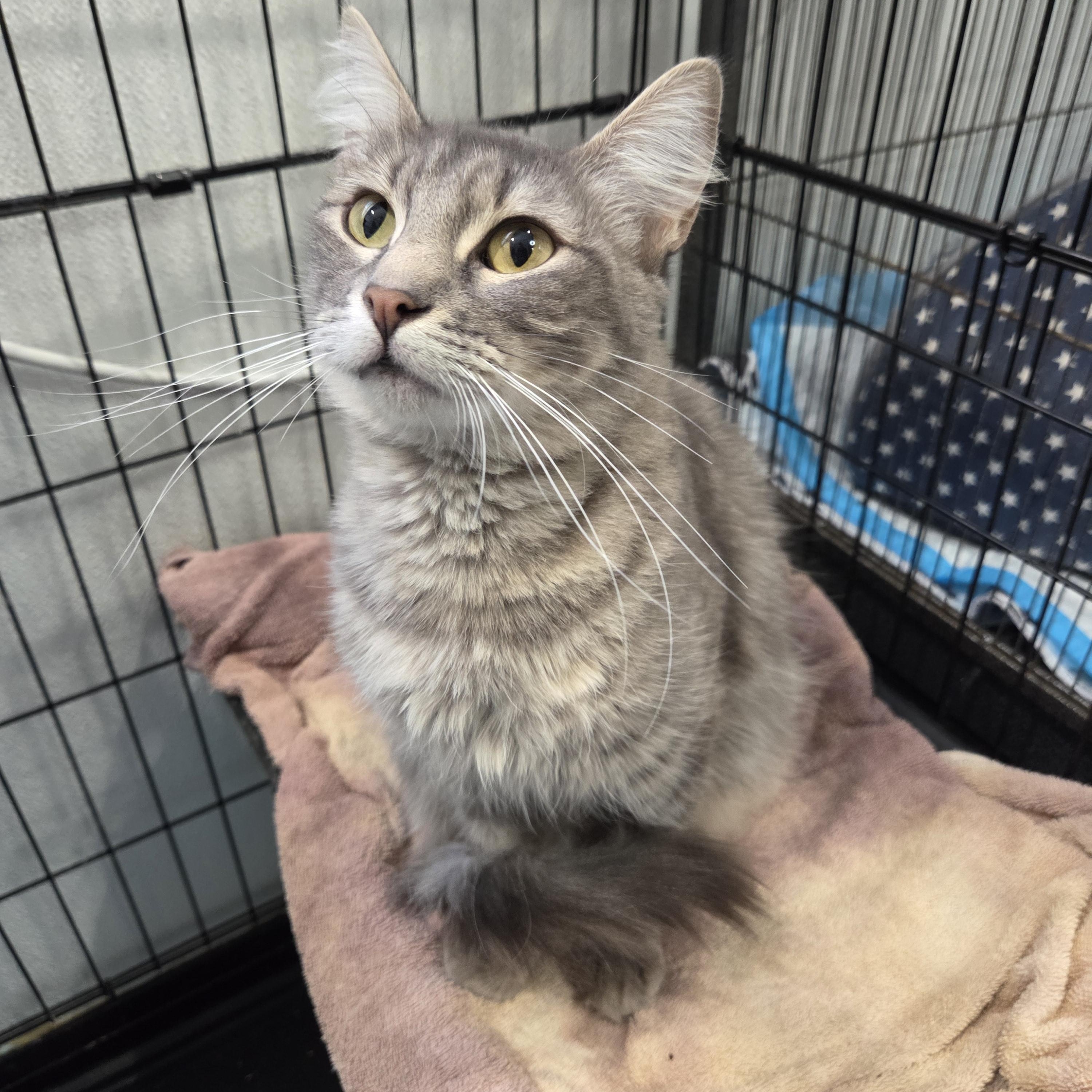 Grace, a Adoptable Domestic Medium Hair in Columbia, MO image 4/5