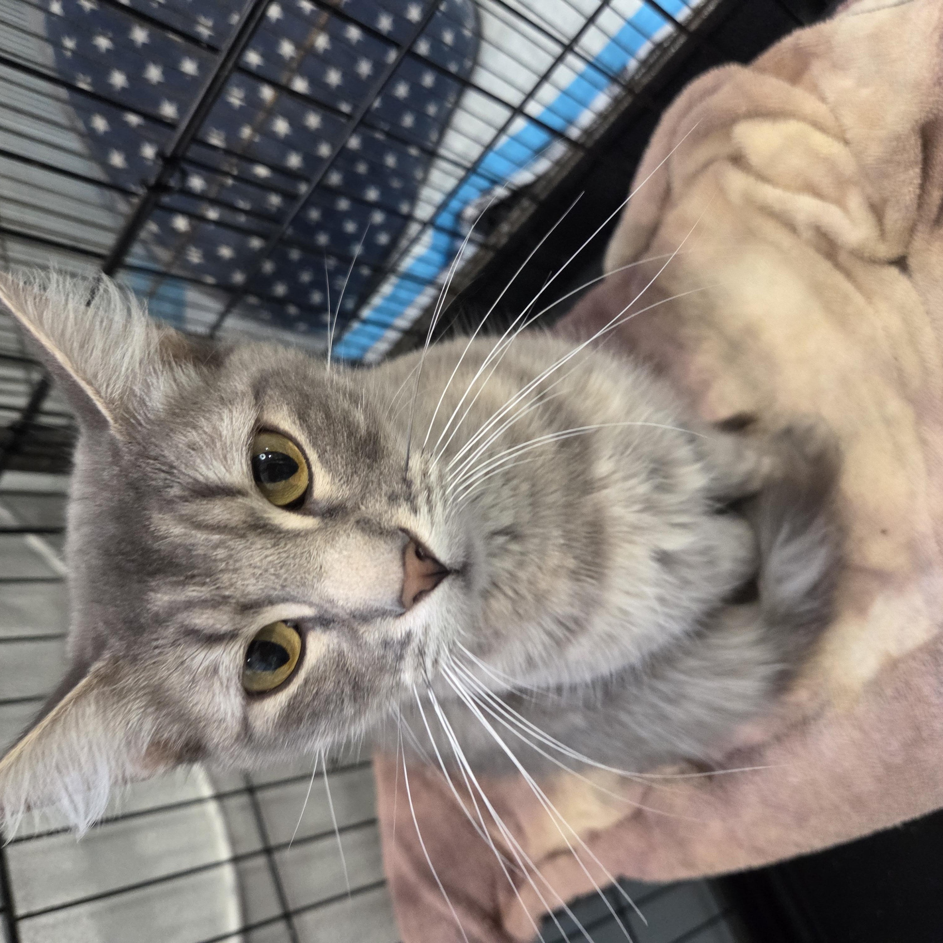 Grace, a Adoptable Domestic Medium Hair in Columbia, MO image 5/5