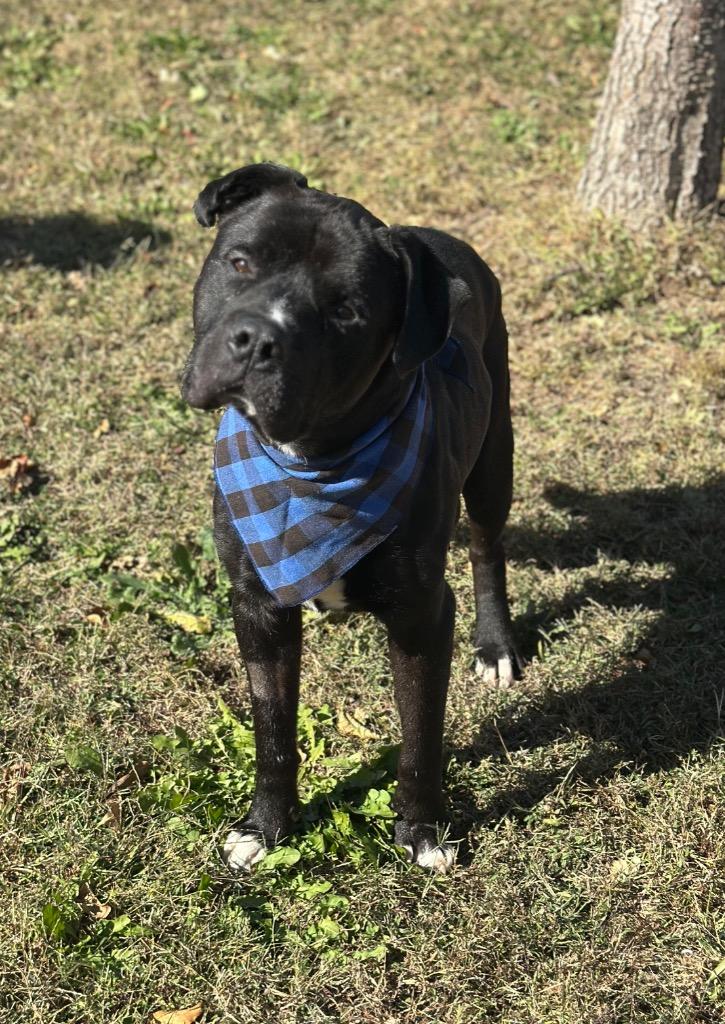 Onyx, Adoptable, Adult Male Mastiff.