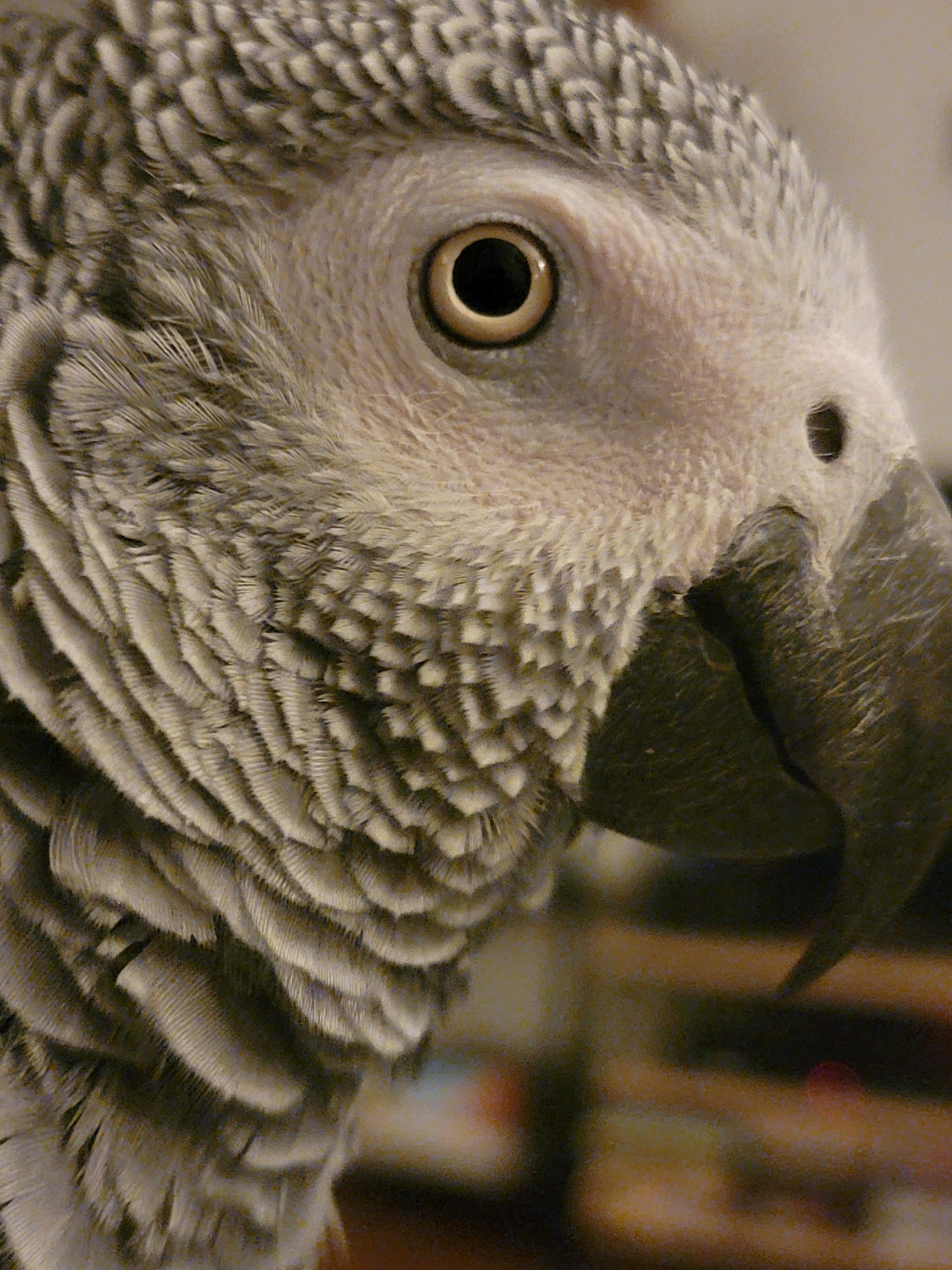 Sierra and Louis, adopted, Adult Female African Grey.