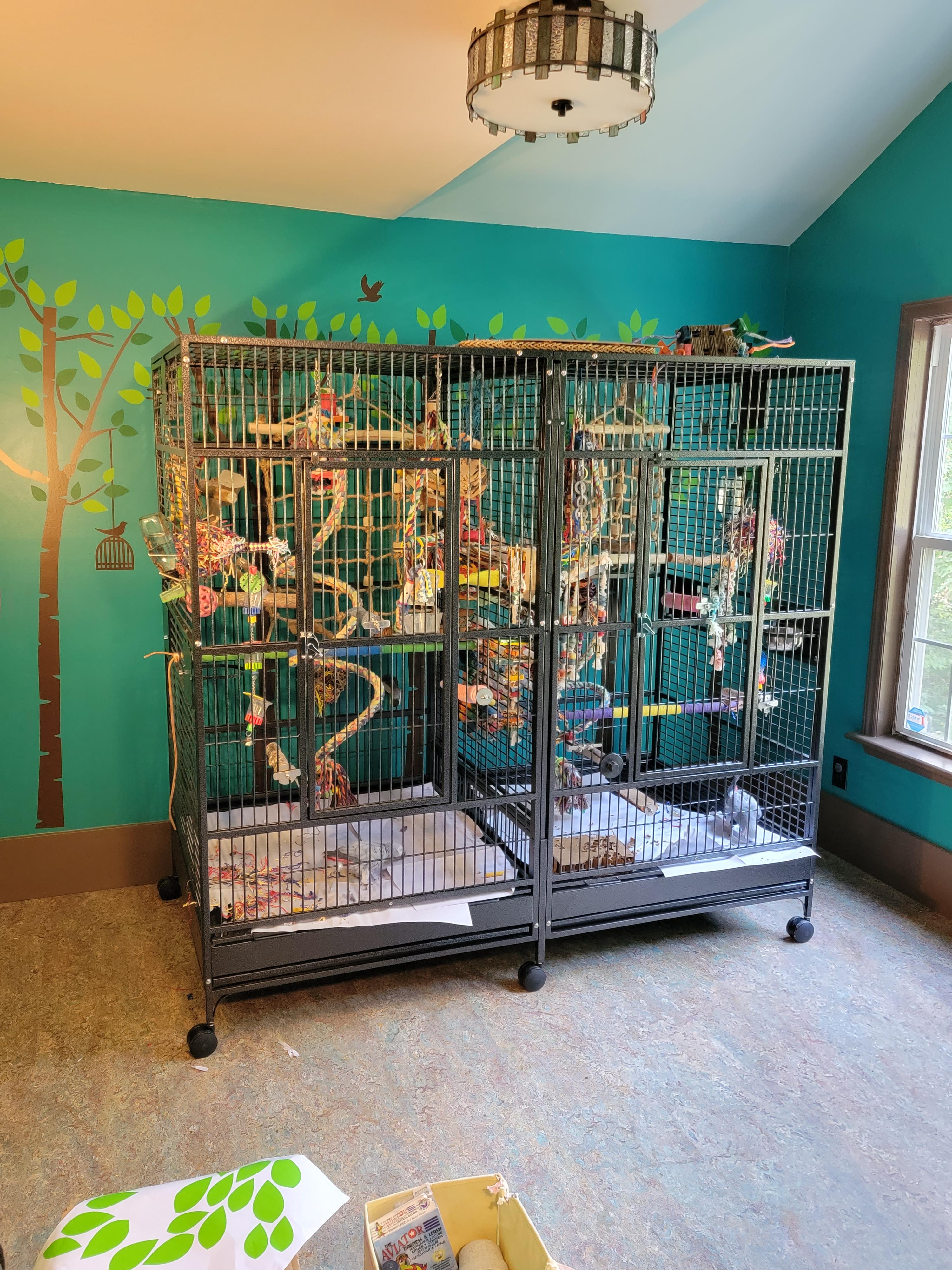 Sierra and Louis, a ADOPTABLE African Grey in Raleigh, NC image 3/3