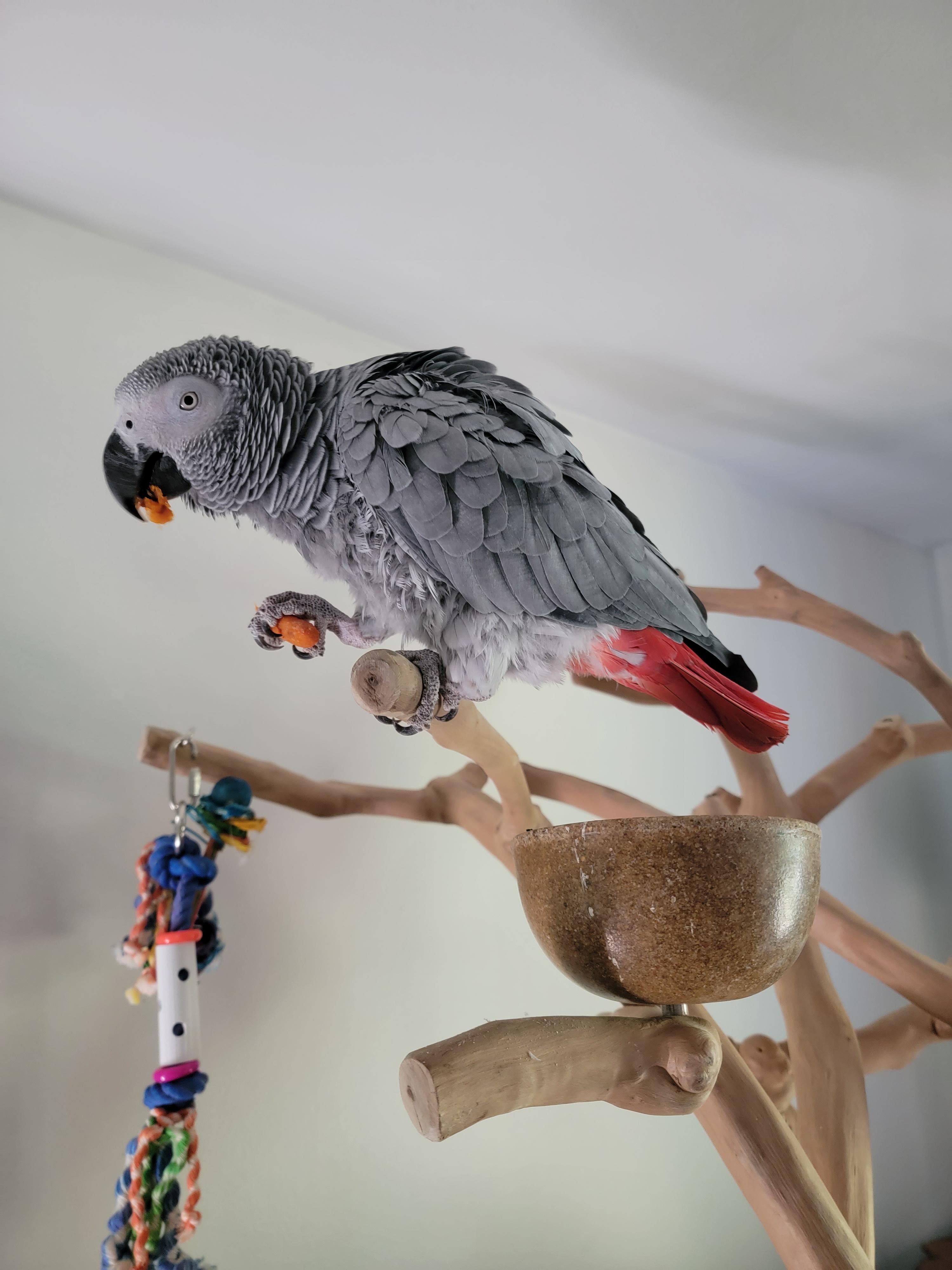 Sierra and Louis, a ADOPTABLE African Grey in Raleigh, NC image 2/3