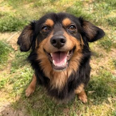 Enlarge Bingo , an adopted mixed breed in Dahlonega, GA image 1/1