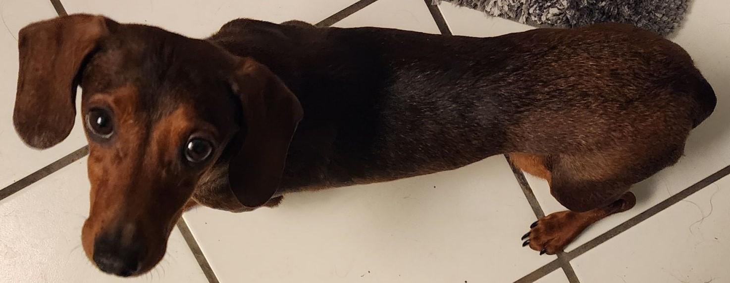 Enlarge Sable ID #25002, a Adopted Dachshund in Des Moines, IA image 2/3