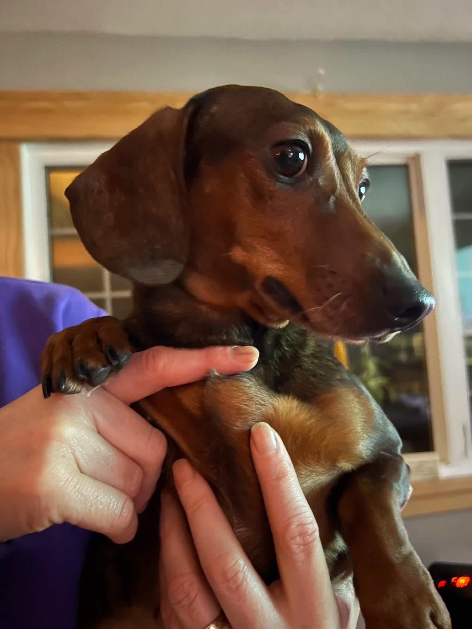 Sable ID #25002, Adopted, Adult Female Dachshund.