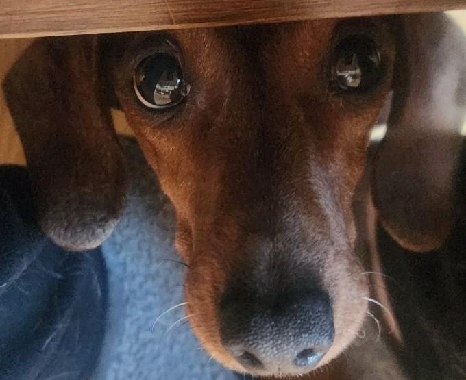 Enlarge Sable ID #25002, a Adopted Dachshund in Des Moines, IA image 3/3