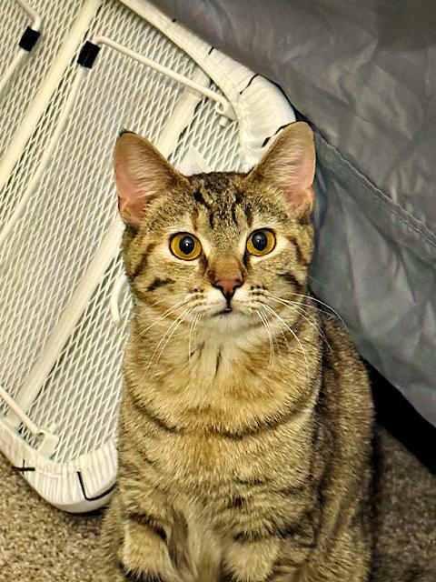 Enlarge Buttons, a ADOPTABLE Domestic Short Hair in Pittsburgh, PA image 1/3