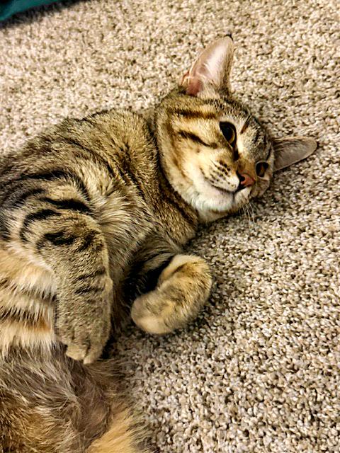 Enlarge Buttons, a ADOPTABLE Domestic Short Hair in Pittsburgh, PA image 2/3