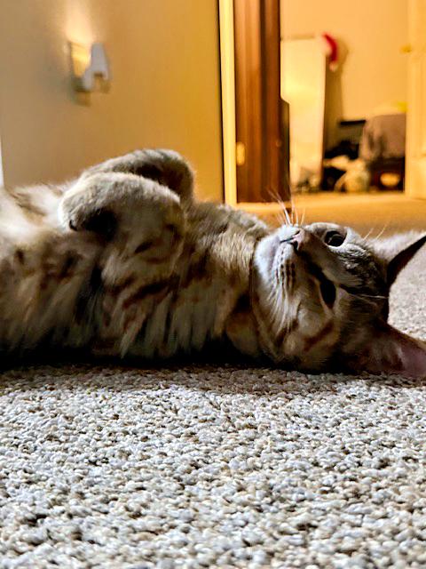 Enlarge Buttons, a ADOPTABLE Domestic Short Hair in Pittsburgh, PA image 3/3