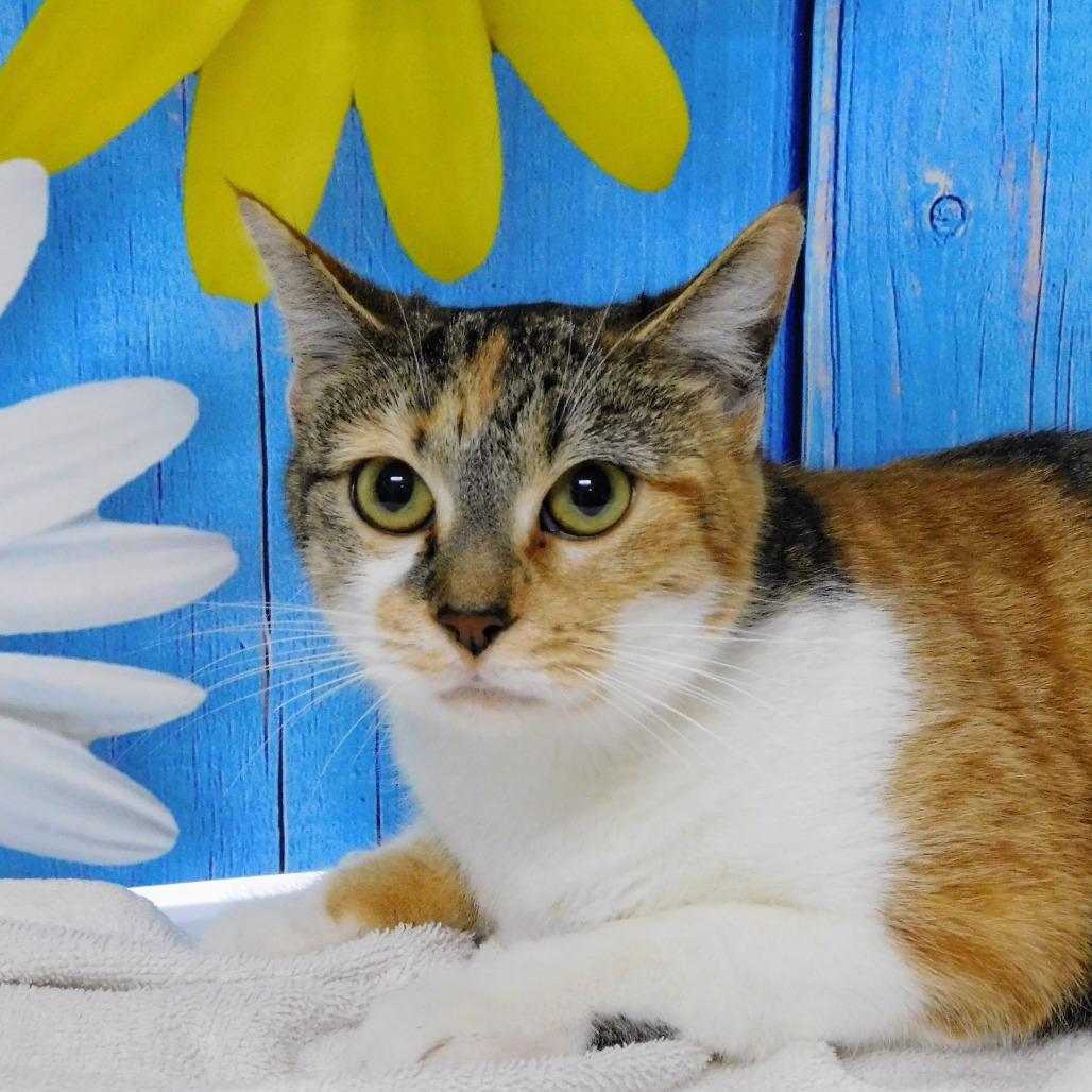 Enlarge Martini, a Adoptable Domestic Short Hair in Peoria, IL image 1/6