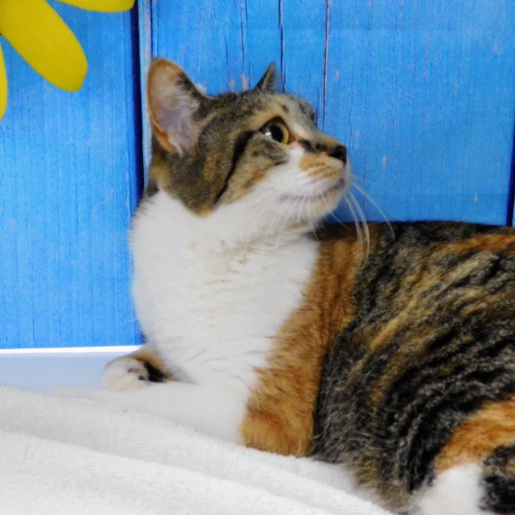 Enlarge Martini, a Adoptable Domestic Short Hair in Peoria, IL image 2/6