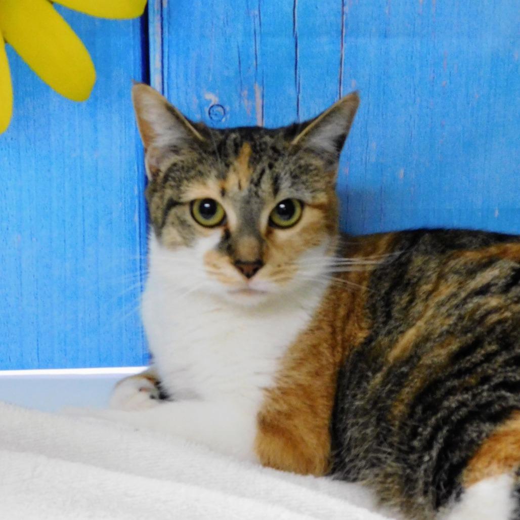Enlarge Martini, a Adoptable Domestic Short Hair in Peoria, IL image 3/6