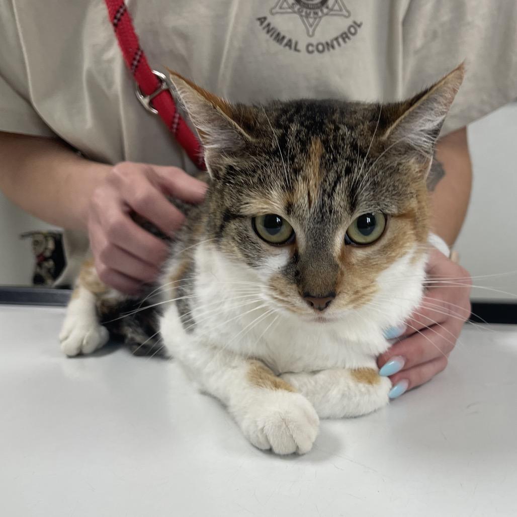 Enlarge Martini, a Adoptable Domestic Short Hair in Peoria, IL image 4/6