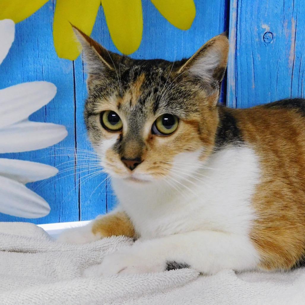 Enlarge Martini, a Adoptable Domestic Short Hair in Peoria, IL image 5/6