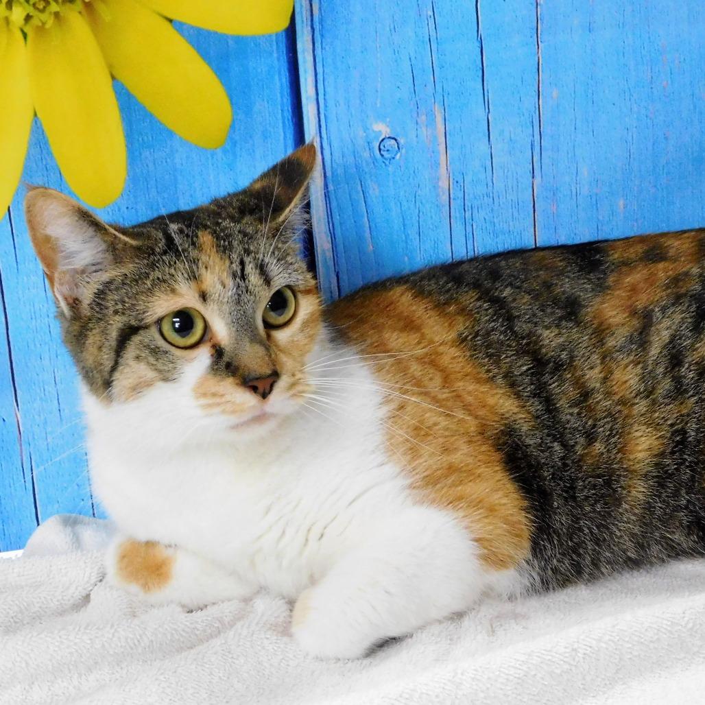 Enlarge Martini, a Adoptable Domestic Short Hair in Peoria, IL image 6/6