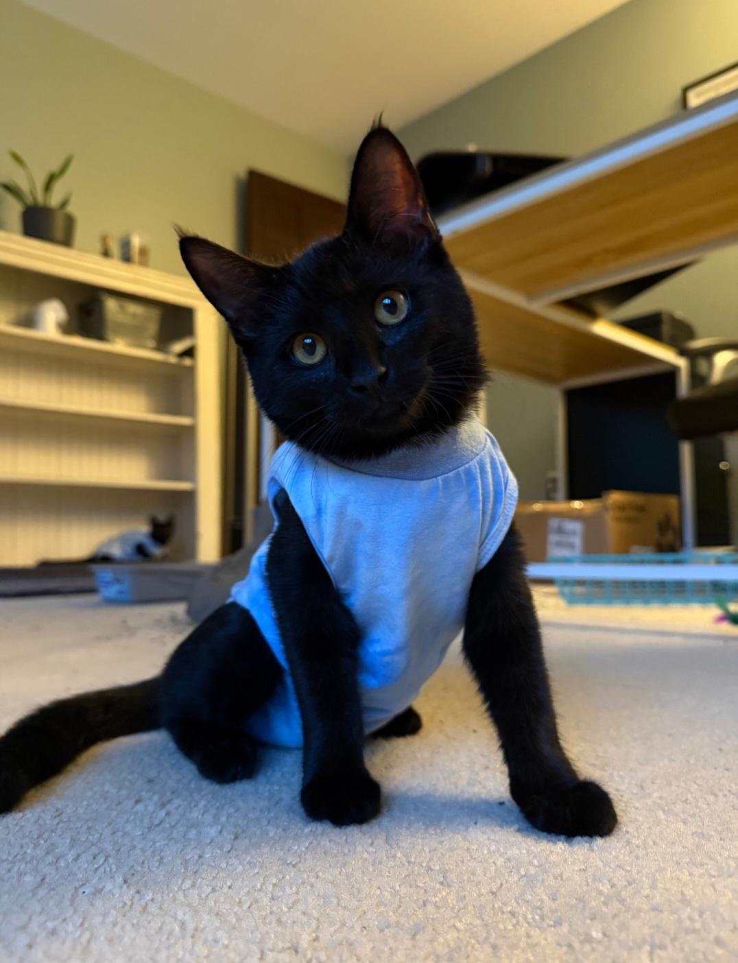 Onyx, adopted, Kitten Female Domestic Short Hair.