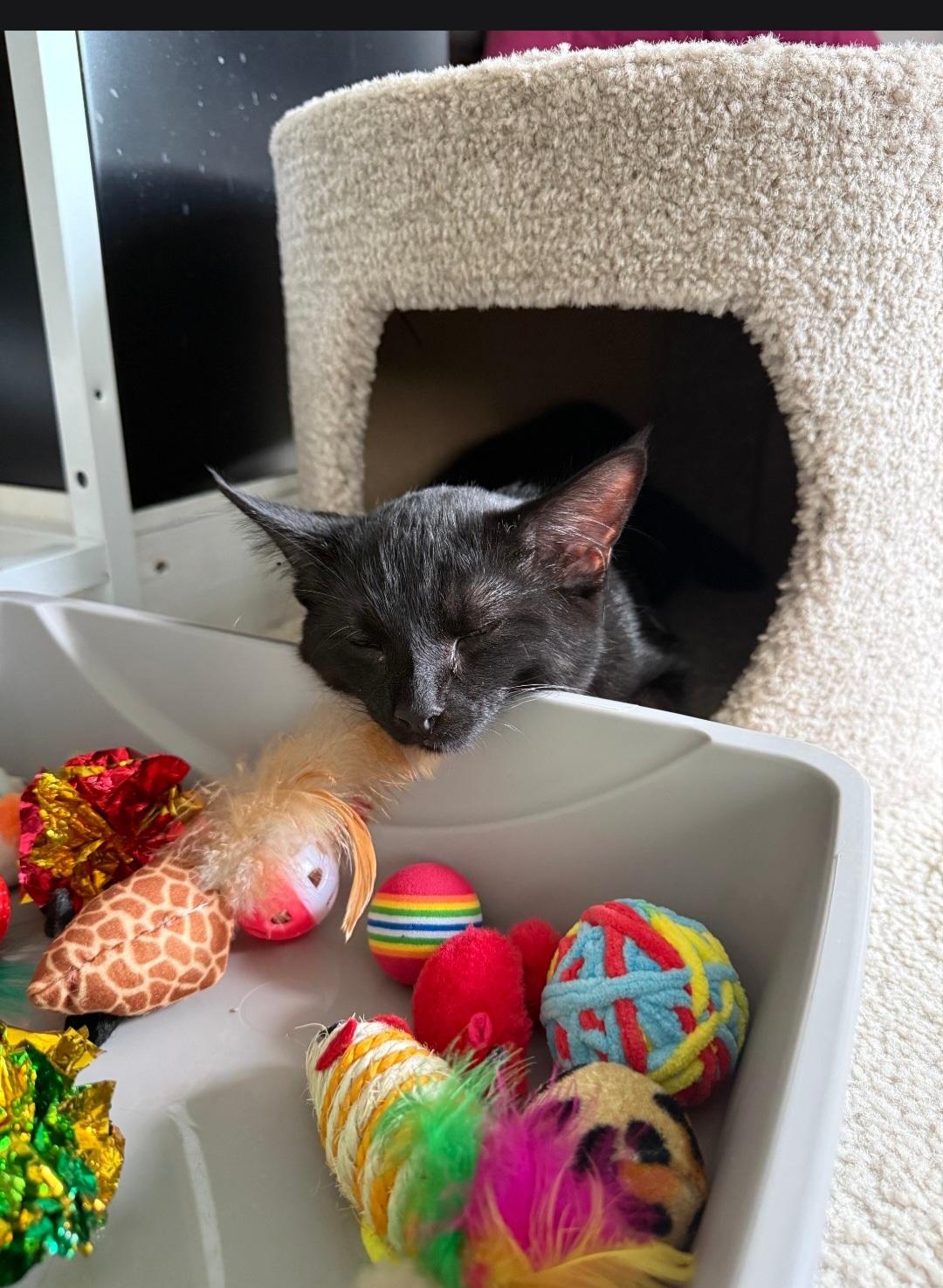 Enlarge Onyx, an adopted Domestic Short Hair in Freemansburg, PA image 2/2