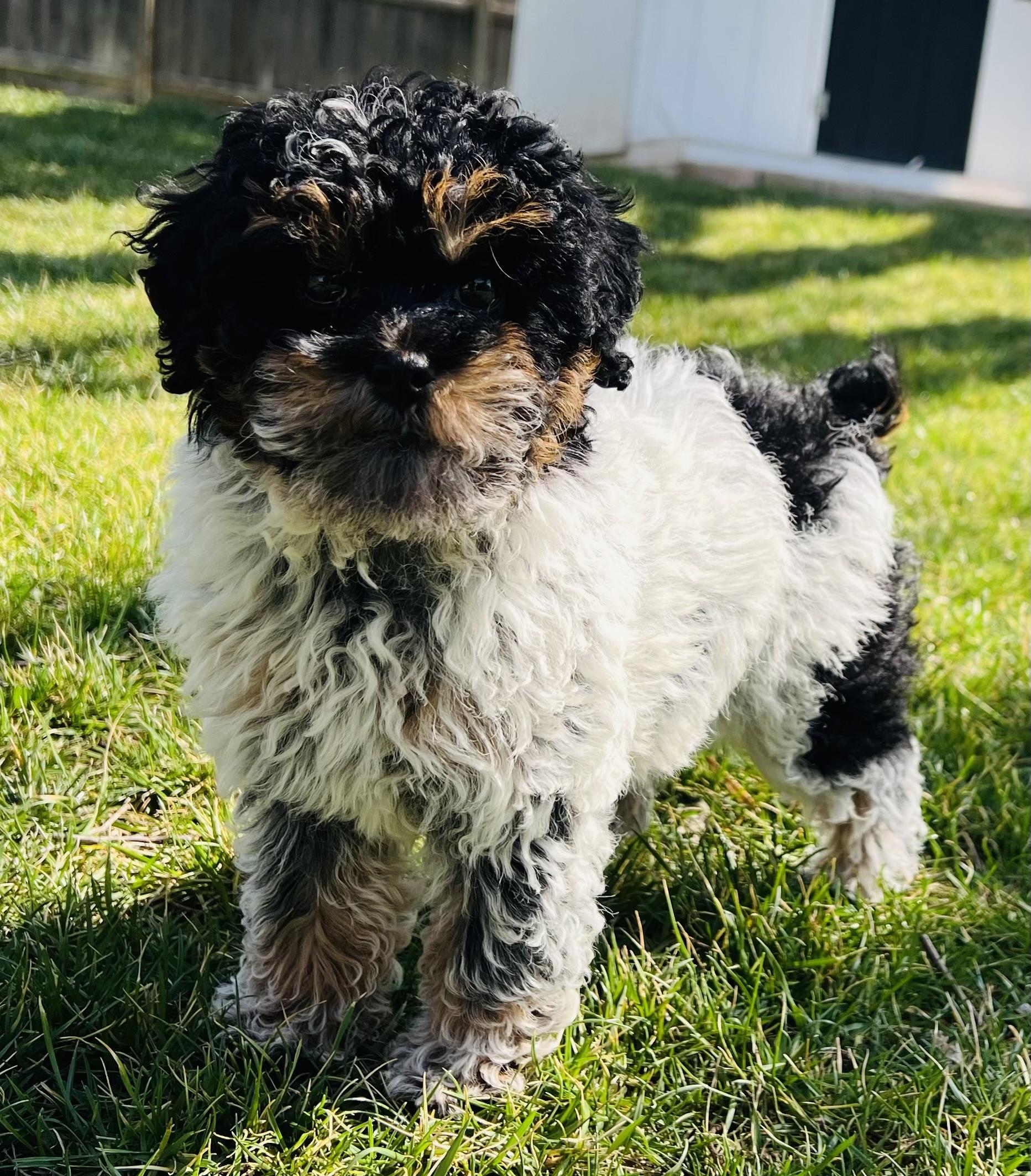 Enlarge Nyx, an adopted Poodle in Overland Park, KS image 1/1