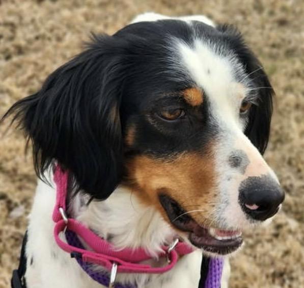 Enlarge Delia, an adopted English Setter in Grapevine, TX image 2/4