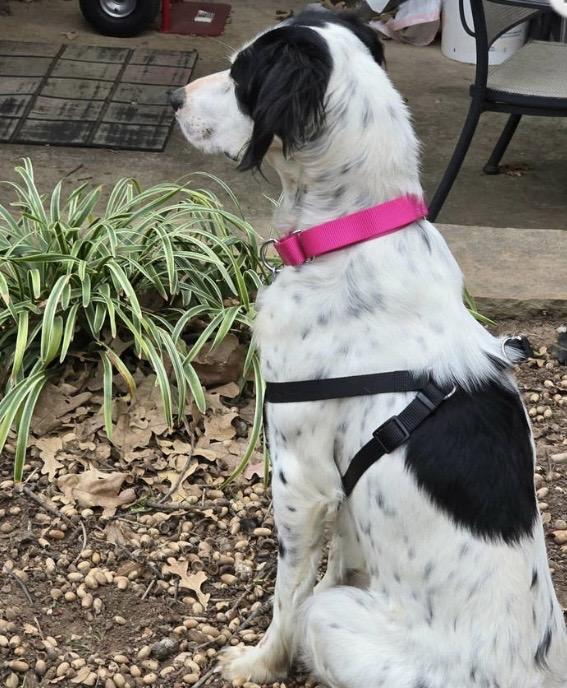 Enlarge Delia, an adopted English Setter in Grapevine, TX image 3/4