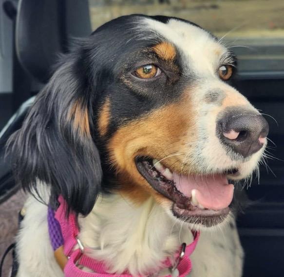 Delia, adopted, Young Female English Setter.