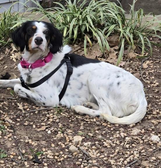 Enlarge Delia, an adopted English Setter in Grapevine, TX image 4/4