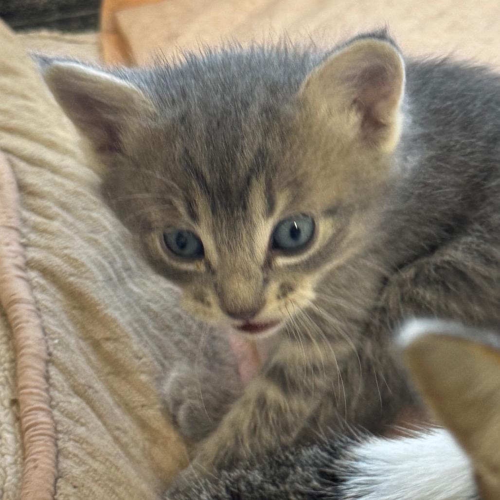 Ziggy, aka Milo, Adoptable, Young Male Domestic Short Hair.