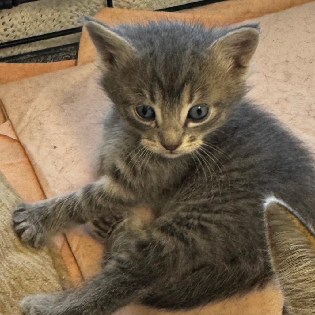 Enlarge Ziggy, aka Milo, a Adoptable Domestic Short Hair in Clarksdale, MS image 2/2